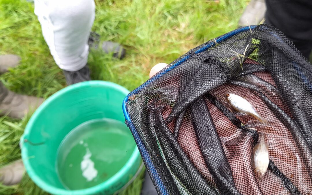 Visite d’une frayère animé par la Fédération de la pêche de la Mayenne