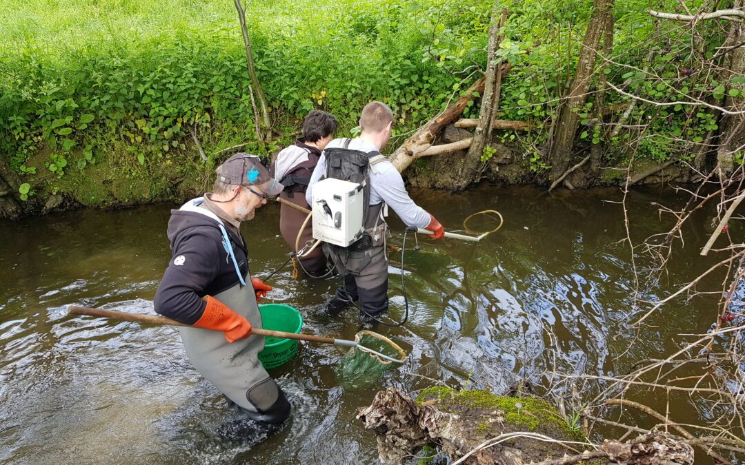 Sortie Pêche électrique